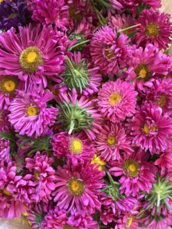 Sacred Blooms: The Significance and Beauty of Fresh Pooja Flowers